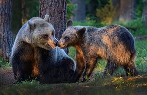 Weiblicher Braunbär mit Jungem (Nosey) von Harry Eggens