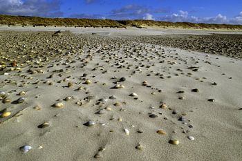 Muschelfeld  im Sand Langeoog