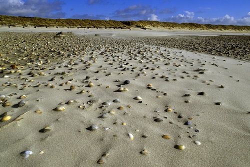 Mosselveld in het zand Langeoog