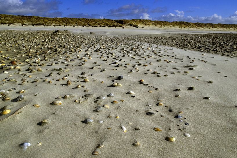 Mussel field in the sand Langeoog by Karl-Heinz Petersitzke