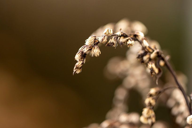 Macro nature by Vincent Vroegop