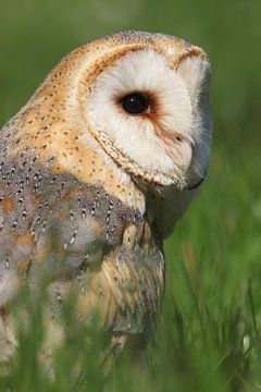 Schleiereule (Tyto alba) von Ronald Pol