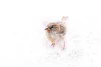 Huismus (Passer Domesticus)
