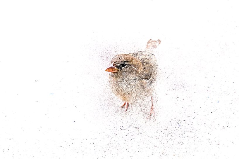 House sparrow (Passer Domesticus) by Author Sim1