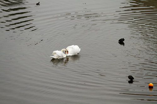 Deze zwanen zijn verliefd