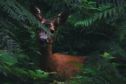 Een hert in varen