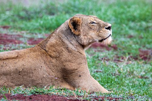 Mother lion on the lookout