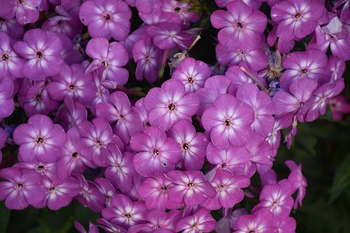 Een boeket bloemen in de tuin