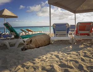 Plage de Pig out Curaçao
