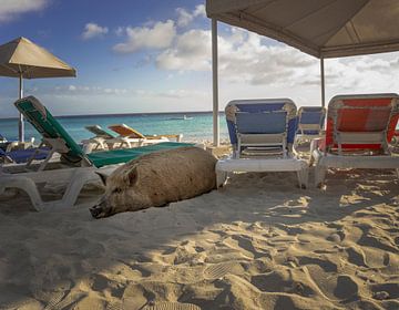 Schweinerei am Strand von Curacao von Bfec.nl