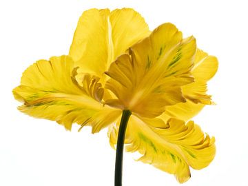 Parrot Tulip yellow back