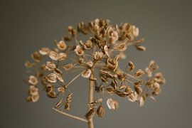 Blooming flowers, warm and minimalist by Byroosmarijn