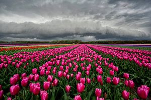 Plankwolk boven een Tulpenveld