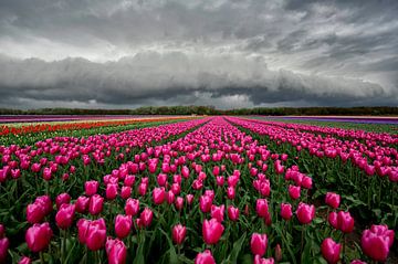 Plankwolk boven een Tulpenveld von Ruud van der Lubben