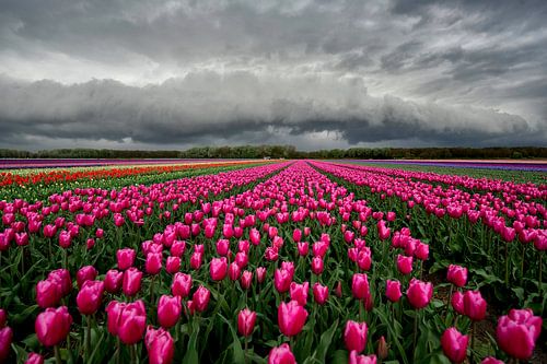 Plankwolk boven een Tulpenveld