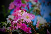 Flower in the spotlight