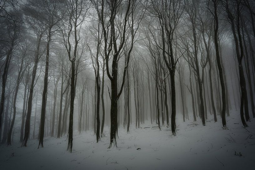 Rhönwald van Andre Michaelis