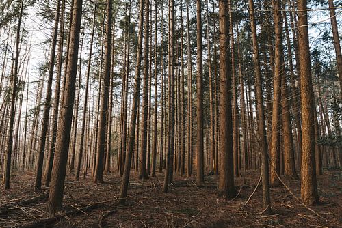 The forest in January