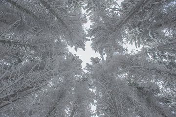 Bomen in de sneeuw