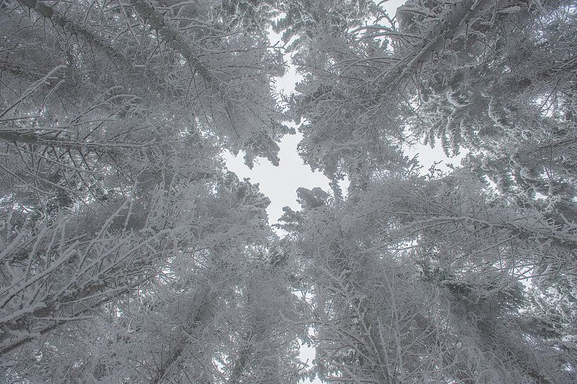 Bomen in de sneeuw van Richard van der Hoek