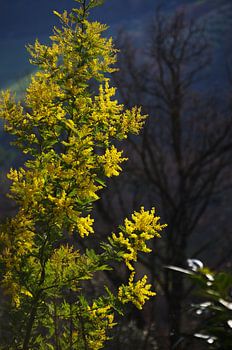 Mimose 2/4