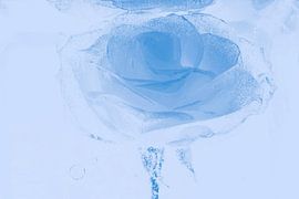 Rose in blue by Marc Heiligenstein