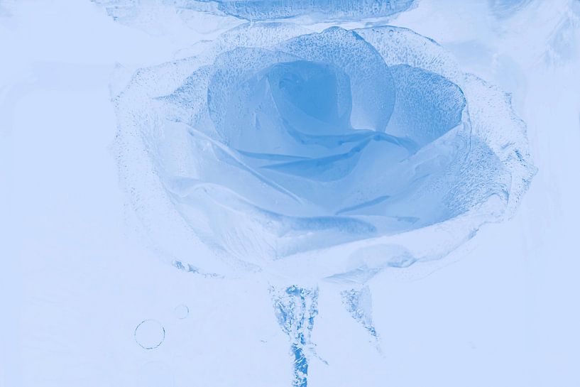 Rose in Blau von Marc Heiligenstein