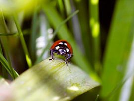 Lieveheersbeestje sur Casper Douma