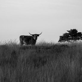 Schotse hooglander op Veluwezoom  in zwartwit van CMphotos
