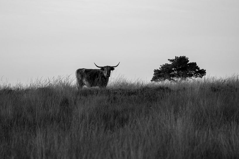 Scottish highlander on Veluwezoom in black and white by CMphotos