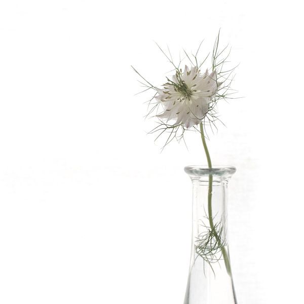wit, white, weise, blanc by Anne Pfaff