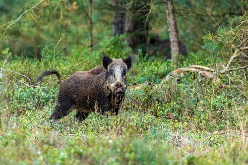 Wild boar