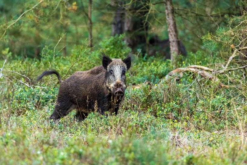 Wildschwein von Mirella Zwanenburg
