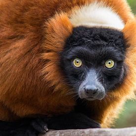 Red ruffed lemur sur Bas Witkop