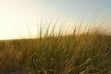 Gras auf einer Düne an der Küste bei Sonnenuntergang. Naturfoto während einer Wanderung an der Ostsee. von Martin Köbsch