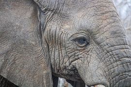 Close-up van een olifant
