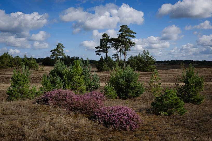 Heather on the Beekhuizerzand by Eddy Westdijk