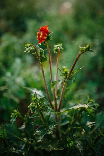 Rode Dahlia met waterdruppels