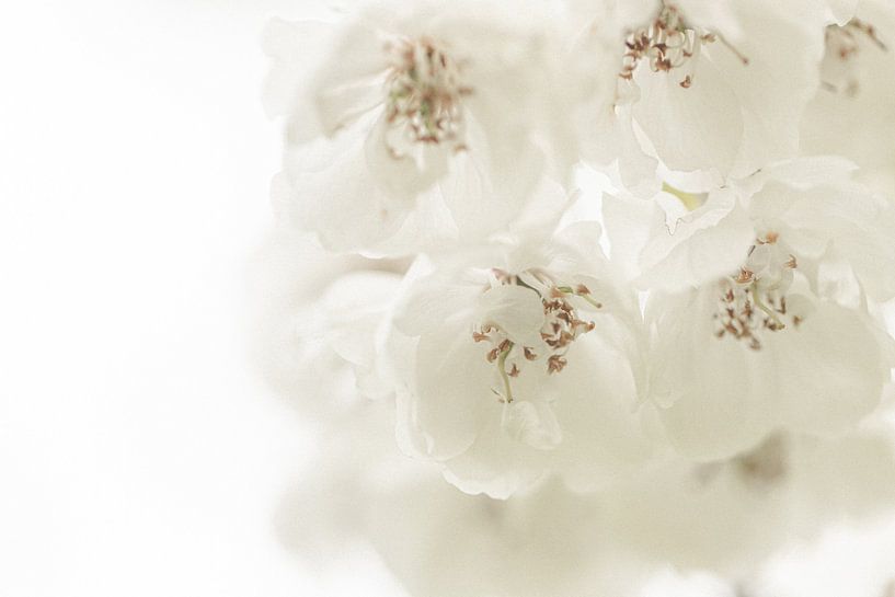 Blüte von Sandra Hogenes