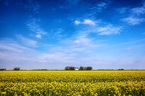 Koolzaadvelden in Groningen