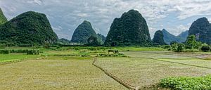 Karstlandschap met rijstvelden in Guilin, China van x imageditor