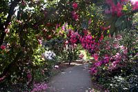Rododendron wandelpad
