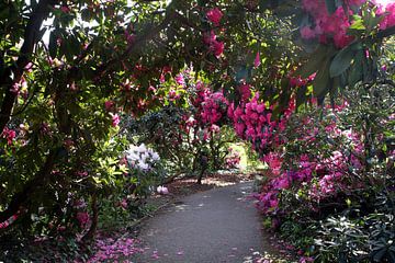 Rododendron wandelpad van aidan moran