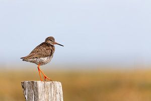 Rotschenkel (Tringa totanus