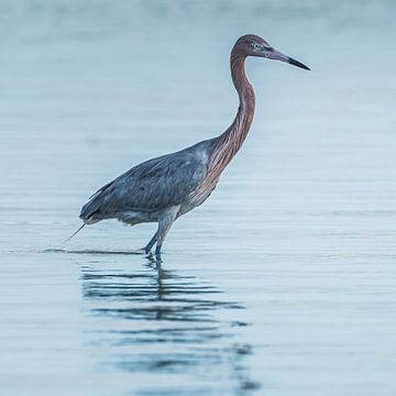 Héron à cou rouge sur Hennie Zeij