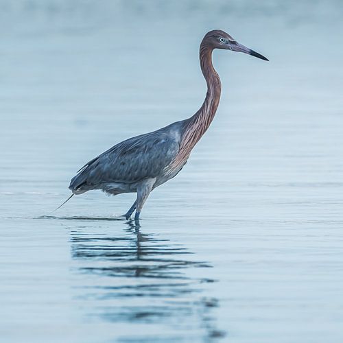 Roodhalsreiger