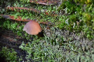 mushroom against moss