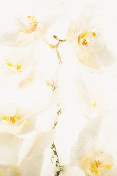 Witte orchidee in ijs 2 van Marc Heiligenstein