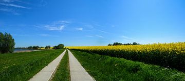 Plattenstraße, Rapsfeld nähe Puddemin auf Rügen