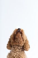 Poedel Charlie